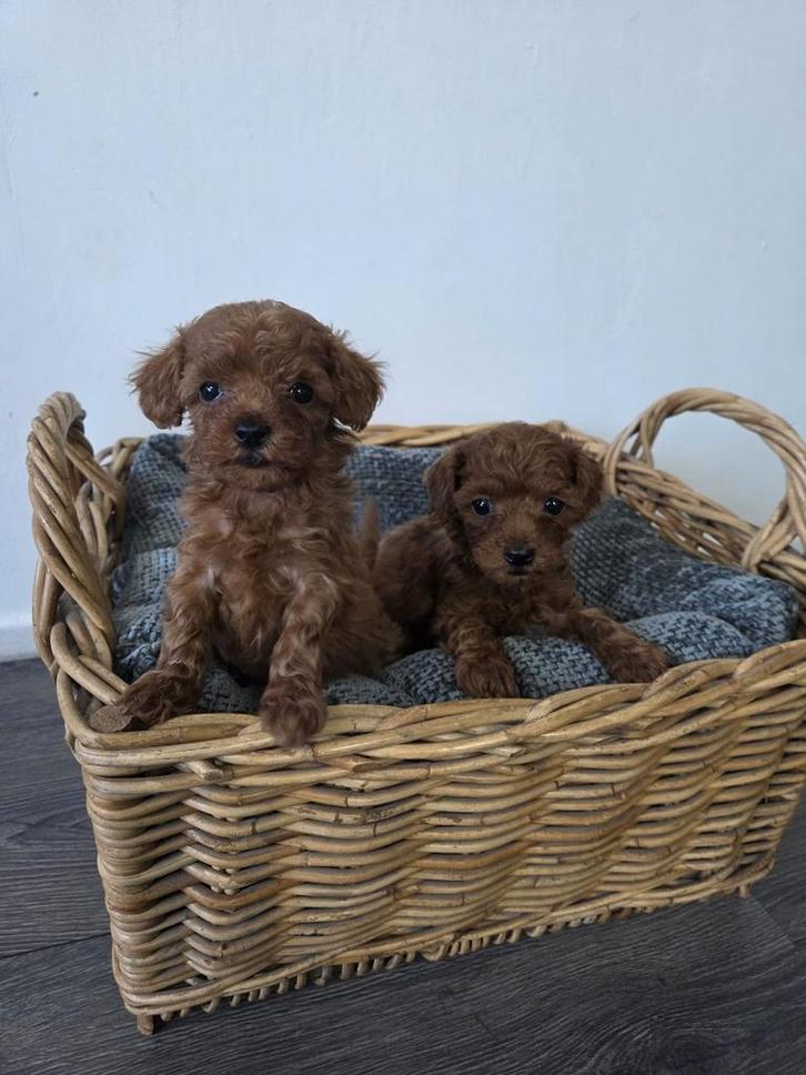 Schattige Rode Toy Poedel Puppy’s Chineese bloedlijn, Dieren en Toebehoren, Honden | Chihuahua's en Gezelschapshonden, Meerdere dieren