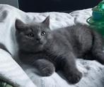 Britse korthaar kittens, Dieren en Toebehoren, Meerdere dieren, Ontwormd