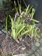 Grote stukken Hostas met groot blad kunnen nog deelbaar, Ophalen of Verzenden, Overige soorten, Volle zon