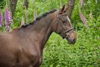 Verschillende pony s en paarden te koop, Dieren en Toebehoren, B, Springpony, 3 tot 6 jaar, Gechipt