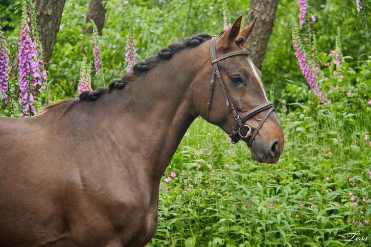 Verschillende pony s en paarden te koop, Dieren en Toebehoren, Pony's, Merrie, B, E pony (1.48m - 1.57m), Springpony, 3 tot 6 jaar