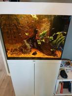 Juwel 120l lido aquarium 61×41×58, Ophalen, Zo goed als nieuw, Gevuld zoetwateraquarium
