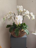 Orchideeën in schelpen schaal, Huis en Inrichting, Ophalen, Zo goed als nieuw, Binnen