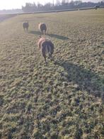 Dassenkop ram, Dieren en Toebehoren, Schapen, Geiten en Varkens, Mannelijk, Schaap