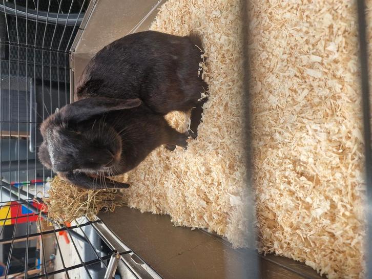 Zwarte hangoor, Dieren en Toebehoren, Vogels | Overige Vogels, Vrouwelijk