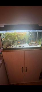 Aquarium, Ophalen of Verzenden, Gebruikt, Leeg aquarium