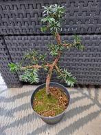 Pre bonsai, Tuin en Terras, Planten | Bomen, Ophalen