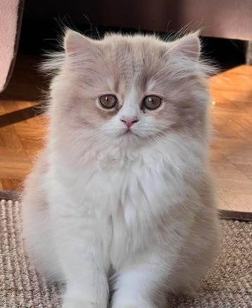 Kitten meet Stamboom  beschikbaar voor biedingen