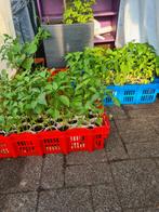 AUBERGIN  BIBER ACI TATLI KILIÇ Süs Dolma Tomaat  Paprika, Volle zon, Groenteplanten, Eenjarig, Ophalen of Verzenden