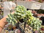 Sedum clavatum/pot 7cm/vetplant/succulent, Ophalen of Verzenden, Overige soorten, Minder dan 100 cm