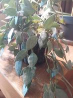 Hoya Lacunosa mint 10 nodes verse gesneden, Verzenden, Overige soorten, Minder dan 100 cm