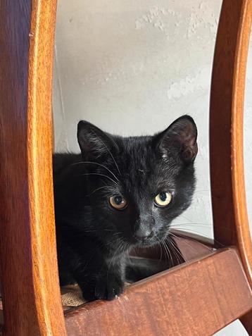 Gratis kitten beschikbaar voor biedingen