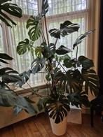 3 grote Monstera's te koop, Ophalen, Overige soorten, 200 cm of meer