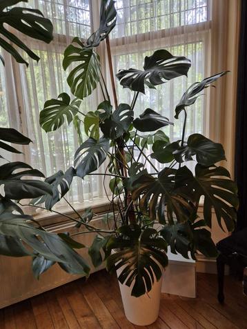 3 grote Monstera's te koop  beschikbaar voor biedingen