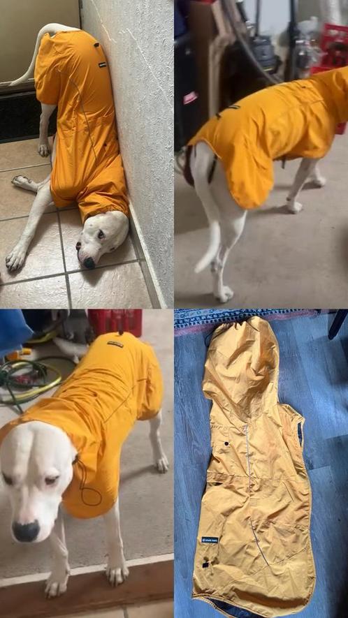 Dog Raincoat SparkPaws Regenjas groot Honden 4XL, Dieren en Toebehoren, Hondenkleding, Nieuw, Hondenregenjas, Ophalen of Verzenden