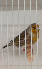 Putter x Kanarie bastaard mannen geringd en mooie zang, Mannelijk, Wildzangvogel, Geringd