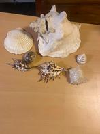 Partij schelpen, Ophalen of Verzenden, Schelp(en)