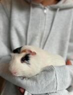 Cavia, Cavia, Februari, Mannelijk, Tam