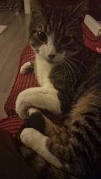 Bank, Dieren en Toebehoren, Katten en Kittens | Raskatten | Korthaar, Poes, Ingeënt, 0 tot 2 jaar