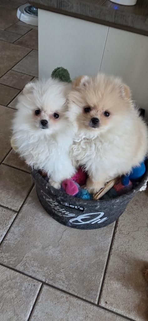 Pomeriaan pups teefjes, Dieren en Toebehoren, Honden | Poolhonden, Keeshonden en Oertypen, Teef, Keeshond, Particulier, Meerdere