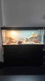 Leeg terrarium+onderkast, Dieren en Toebehoren, Reptielen en Amfibieën | Toebehoren, Ophalen, Gebruikt, Terrarium of Paludarium