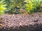 Eitjes van de Hemelse parel danio's, Dieren en Toebehoren, Vissen | Aquariumvissen, Vis