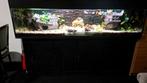 2 meter aquarium, Dieren en Toebehoren, Vissen | Aquaria en Toebehoren, Ophalen, Zo goed als nieuw, Gevuld zoetwateraquarium