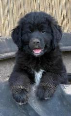 Newfoundlander pups kruising nog enkele pups  beschikbaar, 8 tot 15 weken, Groot, CDV (hondenziekte), Meerdere
