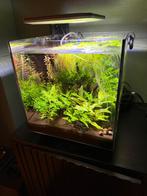 2x Superfish Qubiq 60 Pro aquarium, Dieren en Toebehoren, Vissen | Aquaria en Toebehoren, Ophalen, Zo goed als nieuw, Gevuld zoetwateraquarium