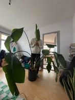 Strelitzia Nicolai (190cm), Huis en Inrichting, Kamerplanten, Ophalen, Halfschaduw, 150 tot 200 cm