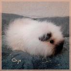 CH teddy beertje wit cali zwart., Dieren en Toebehoren, Knaagdieren, Januari, Mannelijk, Cavia