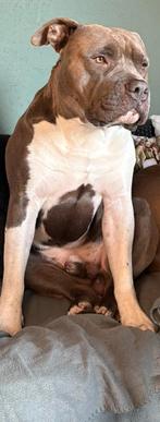 Ervaren American stafford dekreu open for stud, Reu, 1 tot 2 jaar, Parvo, Eén hond