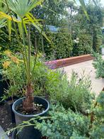 Trachycarpus fortunei palm, Tuin en Terras, Planten | Tuinplanten, Overige soorten, Volle zon, Vaste plant, Ophalen of Verzenden