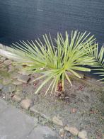 Winter harder palmboom, Bloeit niet, 100 tot 250 cm, Palmboom, Ophalen