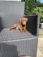 Patterdale terrier pups aangeboden, Dieren en Toebehoren, Overige rassen, CDV (hondenziekte), 8 tot 15 weken, Meerdere