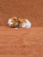 Borstel beertje choco buff wit kruinen lief tam gevlekt, Dieren en Toebehoren, Cavia, Mannelijk, November, Tam