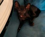 Kittens, Oosters korthaar kittens., Meerdere dieren, Ontwormd, 0 tot 2 jaar