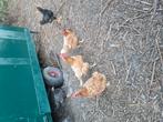 Bruine legkip, Dieren en Toebehoren, Pluimvee, Vrouwelijk, Kip