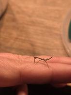 Af te halen wandelende takjes net uit ei, Wandelende tak