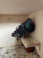 machenero duif, spaans,kropper, duivin,, Dieren en Toebehoren, Vogels | Duiven, Vrouwelijk, Kropper
