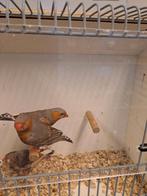 Zebravinken oa pastel, Dieren en Toebehoren, Vogels | Overige Vogels, Mannelijk, Geringd