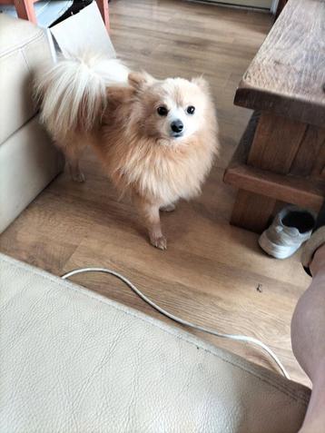 Een hele lieve en gezellige hond echt een maatje nu beschikbaar voor biedingen