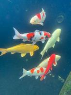 Japanse koi kapers te koop, Dieren en Toebehoren, Karper of Koi