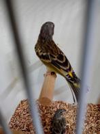 2 citroenborst edelzanger man, Dieren en Toebehoren, Vogels | Overige Vogels, Mannelijk, Tropenvogel, Geringd