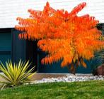 🌴GROTE EN KLEINE FLUWEELBOMEN AZIJNBOOM RHUS TYPHINA BOOM, Tuin en Terras, In pot, Zomer, Overige soorten, Volle zon