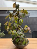 Bonsai pseudocydonia sinensis, Lente, Minder dan 100 cm, Volle zon, In pot