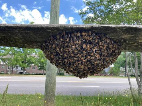 Bijenzwerm gezocht, kosteloos weggehaald, Dieren en Toebehoren, Insecten en Spinnen, Bijen