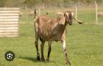Gezocht : nubische bok kinderboerderij Sneek, Dieren en Toebehoren, Schapen, Geiten en Varkens, Mannelijk, Geit