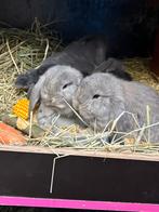 Franse hangoor konijntjes, Dieren en Toebehoren, Meerdere dieren, Groot, Hangoor, 0 tot 2 jaar
