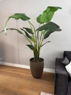 Kunstplant Strelitzia, Ophalen, Overige soorten, Volledige schaduw, 150 tot 200 cm